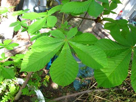 Leaf picture  Witte paardenkastanje ( Aesculus hippocastanum)