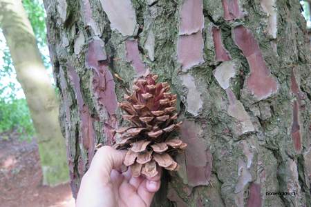  picture  Zeeden |Pinus_pinaster