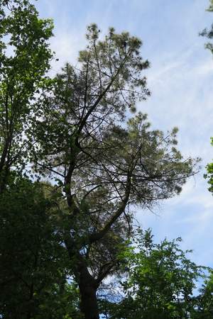  picture  Zeeden |Pinus_pinaster