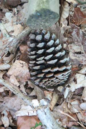  picture  Zeeden |Pinus_pinaster