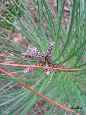  picture  Zeeden |Pinus_pinaster