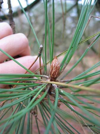 picture  Zeeden |Pinus_pinaster