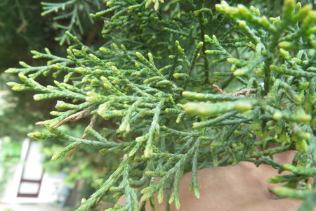  picture  Zevenboom |Juniperus_sabina