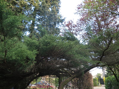  picture  Zevenboom |Juniperus_sabina