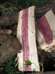  picture  Zevenboom |Juniperus_sabina