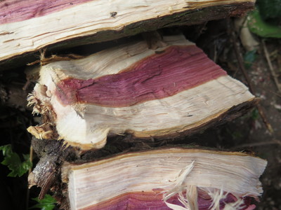  picture  Zevenboom |Juniperus_sabina