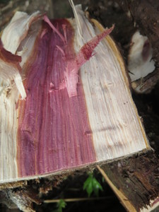  picture  Zevenboom |Juniperus_sabina