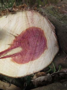  picture  Zevenboom |Juniperus_sabina