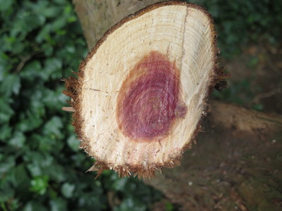  picture  Zevenboom |Juniperus_sabina