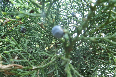  picture  Zevenboom |Juniperus_sabina