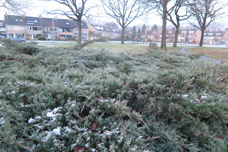  picture  Zevenboom |Juniperus_sabina