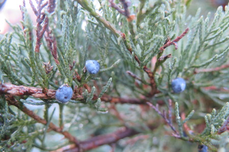  picture  Zevenboom |Juniperus_sabina