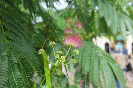  picture  Zijdeboom |Albizia_julibrissin
