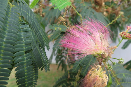  picture  Zijdeboom |Albizia_julibrissin