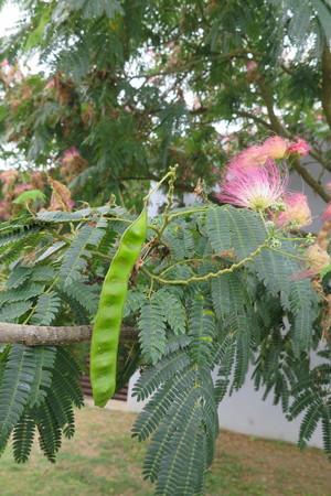  picture  Zijdeboom |Albizia_julibrissin
