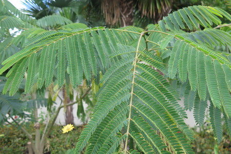  picture  Zijdeboom |Albizia_julibrissin