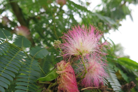 picture  Zijdeboom |Albizia_julibrissin