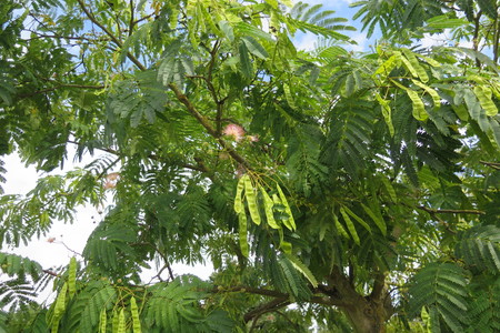  picture  Zijdeboom |Albizia_julibrissin