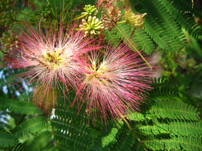  picture  Zijdeboom |Albizia_julibrissin