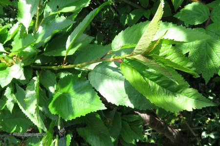 Leaf picture  Zoete kers ( Prunus avium)