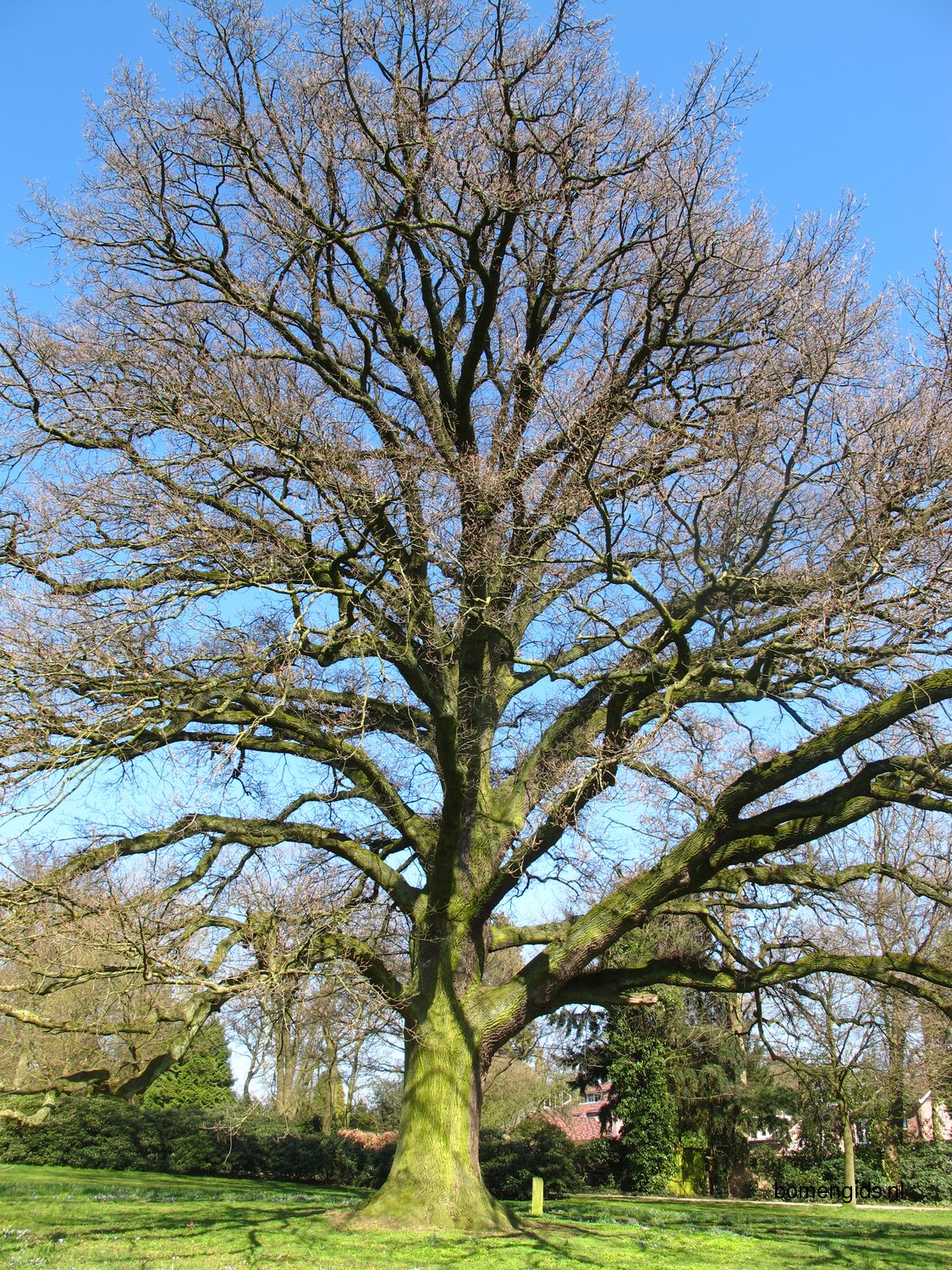 Herken De Boomsoort NL Zomereik Latin Quercus Robur UK English Oak Herken De Boomsoort NL Zomereik Latin Quercus Robur UK English Oak