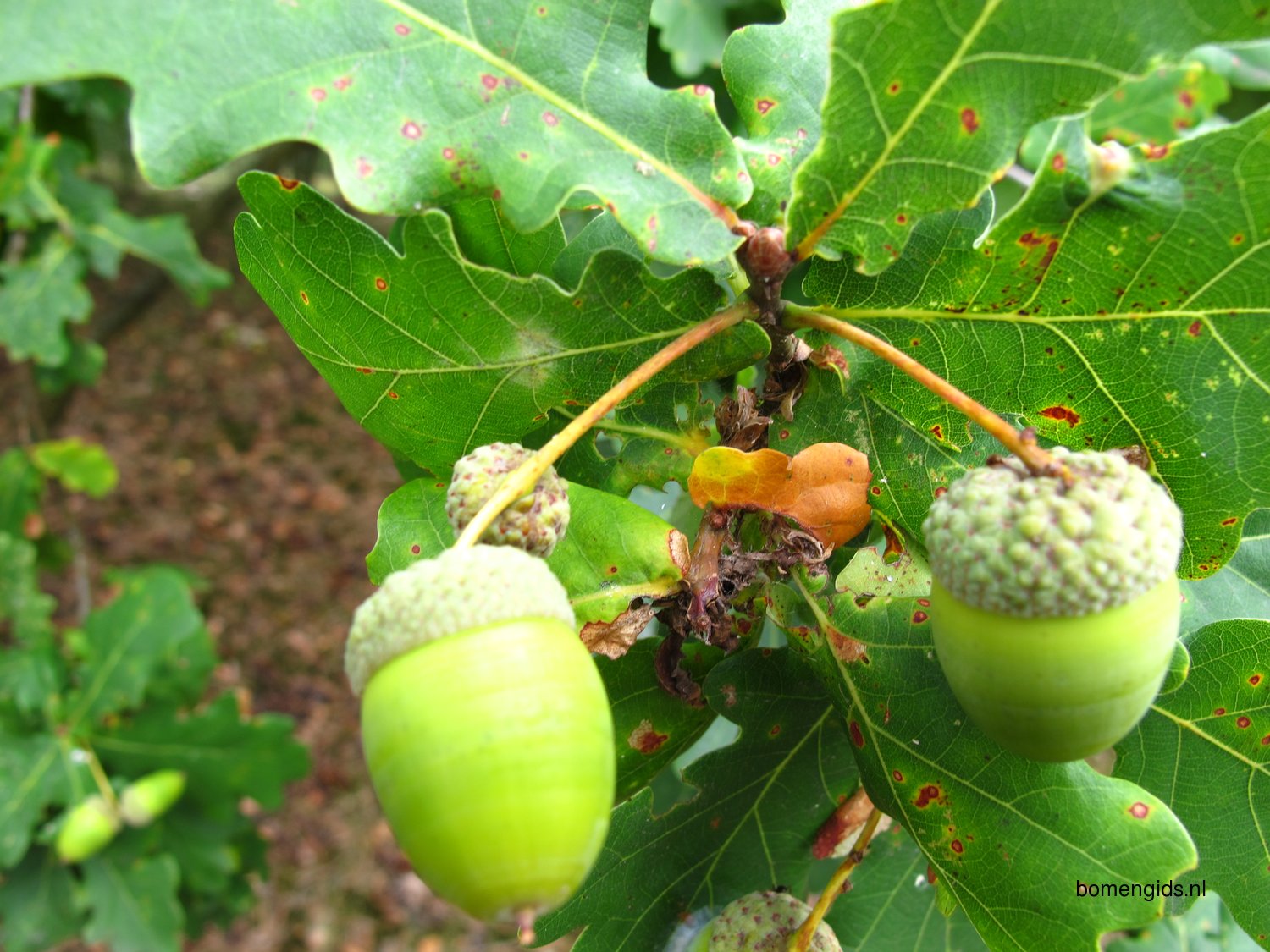 Herken De Boomsoort NL Zomereik Latin Quercus Robur UK English Oak Herken De Boomsoort NL Zomereik Latin Quercus Robur UK English Oak