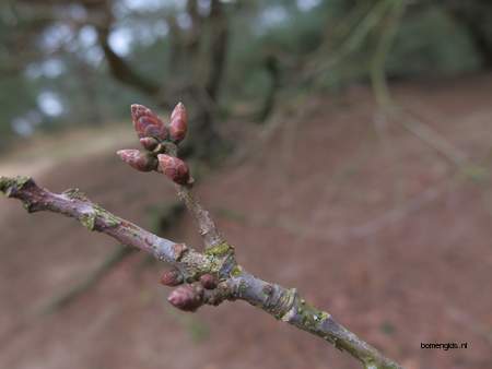  picture  Zomereik |Quercus_robur