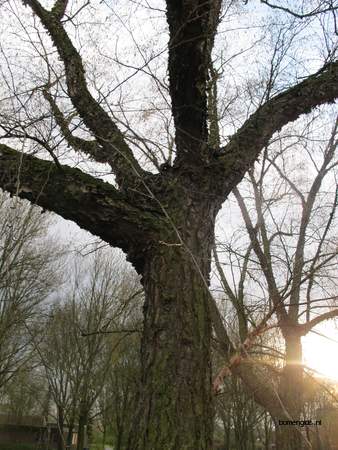  picture  Zwarte_berk |Betula_nigra