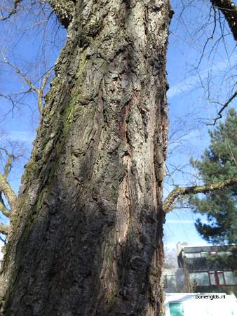  picture  Zwarte_berk |Betula_nigra