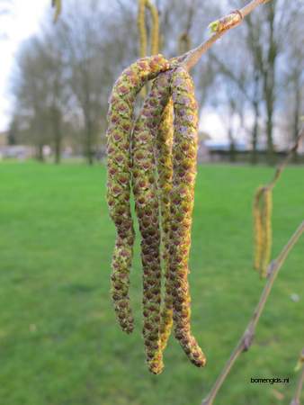  picture  Zwarte_berk |Betula_nigra