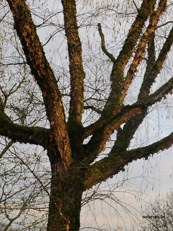  picture  Zwarte_berk |Betula_nigra