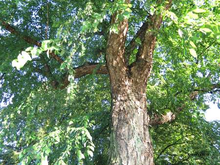  picture  Zwarte_berk |Betula_nigra