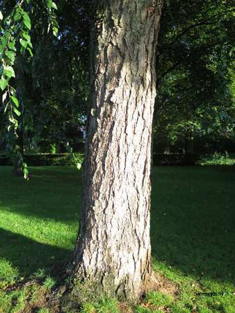  picture  Zwarte_berk |Betula_nigra