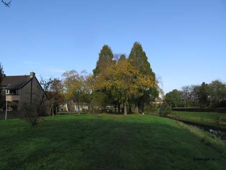  picture  Zwarte_berk |Betula_nigra