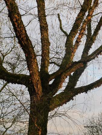  picture  Zwarte_berk |Betula_nigra