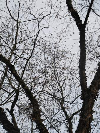  picture  Zwarte_berk |Betula_nigra