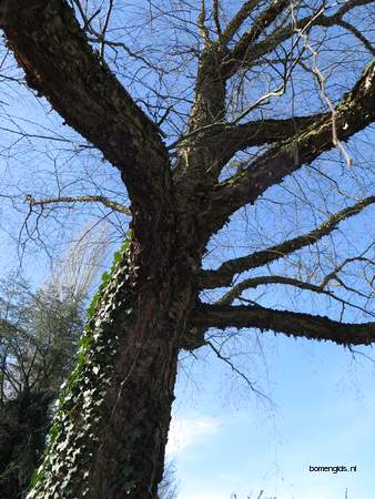  picture  Zwarte_berk |Betula_nigra
