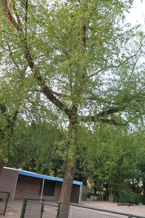  picture  Zwarte_berk |Betula_nigra