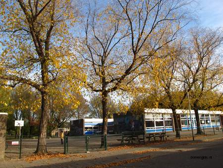  picture  Zwarte_berk |Betula_nigra