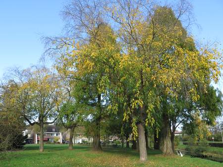  picture  Zwarte_berk |Betula_nigra