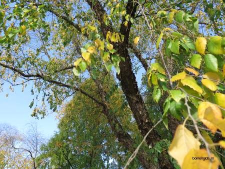  picture  Zwarte_berk |Betula_nigra