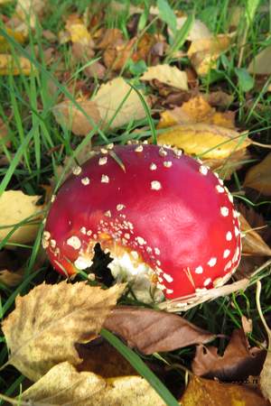  picture  Zwarte_berk |Betula_nigra