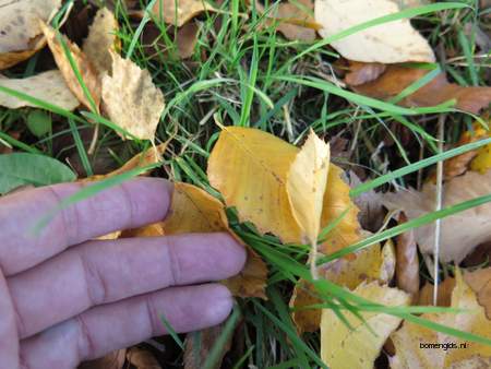  picture  Zwarte_berk |Betula_nigra