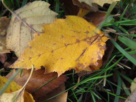  picture  Zwarte_berk |Betula_nigra