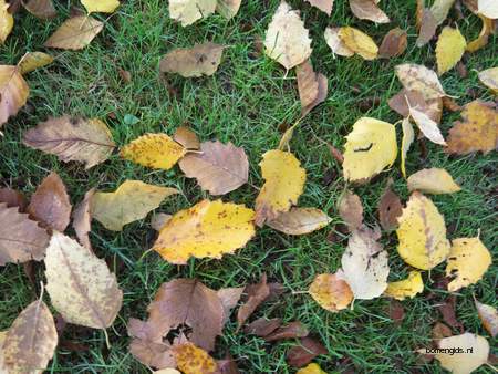  picture  Zwarte_berk |Betula_nigra