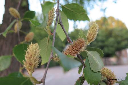  picture  Zwarte_berk |Betula_nigra