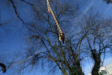  picture  Zwarte_berk |Betula_nigra