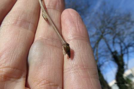  picture  Zwarte_berk |Betula_nigra