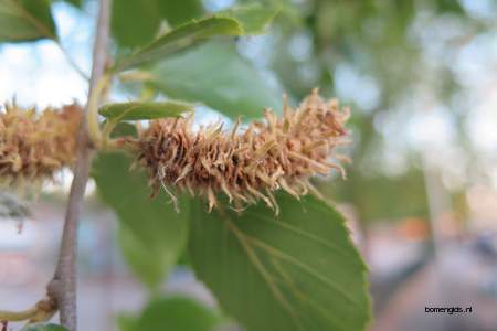  picture  Zwarte_berk |Betula_nigra