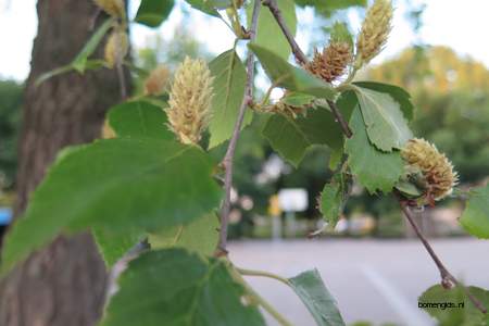  picture  Zwarte_berk |Betula_nigra